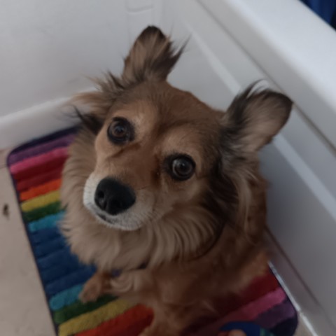 Paprika (a brown pomeranian mix) looking up into the camera sitting on a rainbow bathroom mat